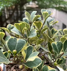 Care Tips for Houseplant Heartleaf Fig (Heartleaf Fig Suitable for Home, 15 Unmissable Care Points) 1