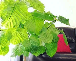 Care Tips for Houseplant Heartleaf Fig (Heartleaf Fig Suitable for Home, 15 Unmissable Care Points) 2