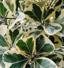Care Tips for Houseplant Heartleaf Fig (Heartleaf Fig Suitable for Home, 15 Unmissable Care Points) 3