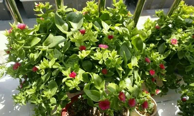 Care Guide for Mesembryanthemum cordifolium (How to make it grow more vigorously?) 1