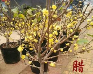 Cultivation and Maintenance of Dry Branch Plum Bonsai (A Dry-Loving Bonsai, Easy to Learn and Maintain) 1