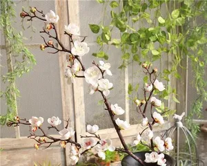 Cultivation and Maintenance of Dry Branch Plum Bonsai (A Dry-Loving Bonsai, Easy to Learn and Maintain) 2