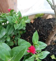 Care Guide for Mesembryanthemum cordifolium (How to make it grow more vigorously?) 2