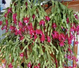 The Flowering Period of Christmas Cactus (Understanding the Flowering Time and Care Methods) 1