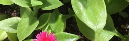 Care Guide for Mesembryanthemum cordifolium (How to make it grow more vigorously?) 3