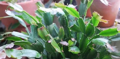 The Flowering Period of Christmas Cactus (Understanding the Flowering Time and Care Methods) 2