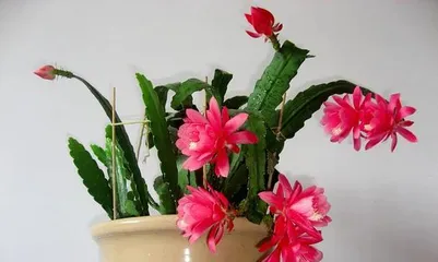 The Flowering Period of Christmas Cactus (Understanding the Flowering Time and Care Methods) 3