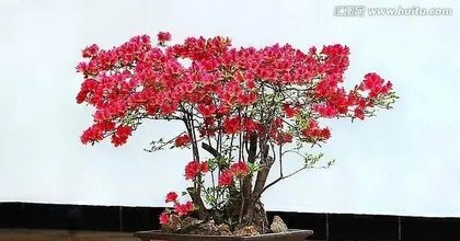 Can Azaleas be grown at home? (Understanding the planting conditions and care methods for Azaleas) 1