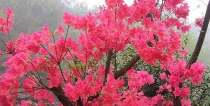 Can Azaleas be grown at home? (Understanding the planting conditions and care methods for Azaleas) 2