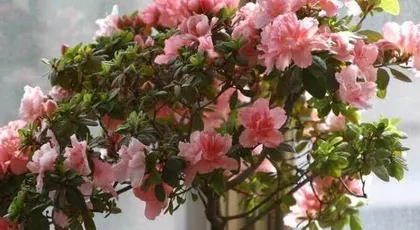 Can Azaleas be grown at home? (Understanding the planting conditions and care methods for Azaleas) 3