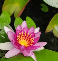 How to Care for Water Lilies to Make Them Bloom with Colorful Flowers? (A Splash of Color in the Flowerbed, Diverse Water Lily Varieties, Care Techniques) 1