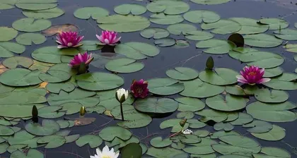 How to Care for Water Lilies to Make Them Bloom with Colorful Flowers? (A Splash of Color in the Flowerbed, Diverse Water Lily Varieties, Care Techniques) 2