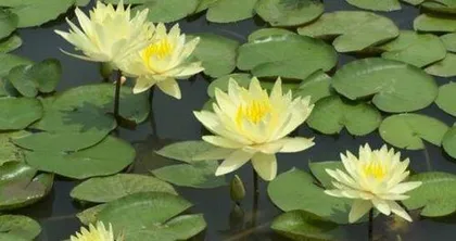 How to Care for Water Lilies to Make Them Bloom with Colorful Flowers? (A Splash of Color in the Flowerbed, Diverse Water Lily Varieties, Care Techniques) 3