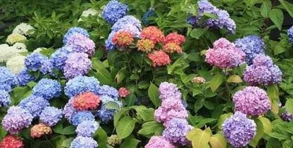 Hydrangea Water Growing Tips (Care Methods to Prevent Hydrangeas from Wilting) 1