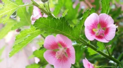 How to help Hibiscus syriacus get through a safe summer (Hibiscus syriacus summer care guide) 1