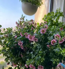 How to help Hibiscus syriacus get through a safe summer (Hibiscus syriacus summer care guide) 2