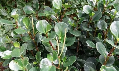 A Complete Guide to Cultivating Round-Leaf Pepper (Detailed Introduction to Precautions, Care Tips, Fertilization, etc.) 2