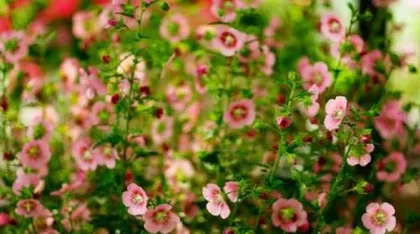 How to help Hibiscus syriacus get through a safe summer (Hibiscus syriacus summer care guide) 3