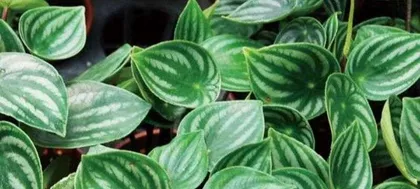 A Complete Guide to Cultivating Round-Leaf Pepper (Detailed Introduction to Precautions, Care Tips, Fertilization, etc.) 3