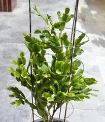 蟹爪兰的家庭养法（从选购到养护，让你轻松打造温馨花园）1