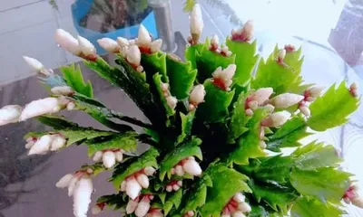 蟹爪兰的家庭养法（从选购到养护，让你轻松打造温馨花园）2