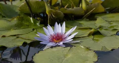 How to Safely Overwinter and Care for Water Lilies? (Water Lily Winter Care Guide) 1
