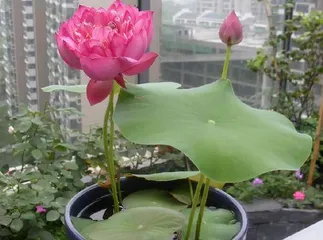 How to Safely Overwinter and Care for Water Lilies? (Water Lily Winter Care Guide) 2