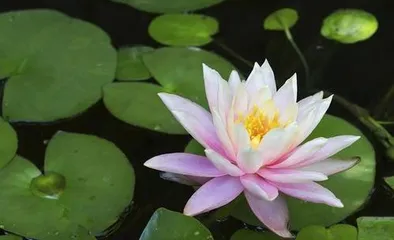 How to Safely Overwinter and Care for Water Lilies? (Water Lily Winter Care Guide) 3