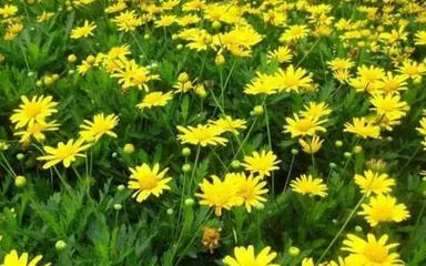 A Detailed Guide to Shasta Daisy Flowering Time (Uncovering the flowering period and seasonal changes of Shasta daisy, understanding key flowering points and flower care techniques)1