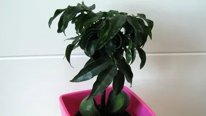 Cultivation and Care Methods for Calla Lily (Easily Create a High-Value Potted Plant, Part 2)