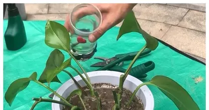 Care Methods for Soil-Grown Pothos (Watering Frequency and Key to Keeping Soil-Grown Pothos Alive) 1