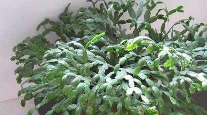 How to Care for a Christmas Cactus? (From Soil Selection to Care Tips for Healthy Growth) 1