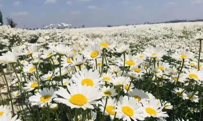 A Detailed Guide to Shasta Daisy Flowering Time (Uncovering the flowering period and seasonal changes of Shasta daisy, understanding key flowering points and flower care techniques)2