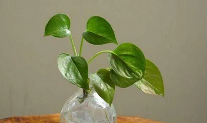Care Methods for Soil-Grown Pothos (Watering Frequency and Key to Keeping Soil-Grown Pothos Alive) 2