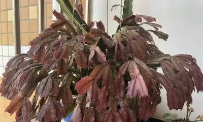 How to Care for a Christmas Cactus? (From Soil Selection to Care Tips for Healthy Growth) 2