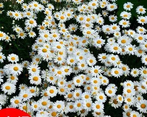 A Detailed Guide to Shasta Daisy Flowering Time (Uncovering the flowering period and seasonal changes of Shasta daisy, understanding key flowering points and flower care techniques)3