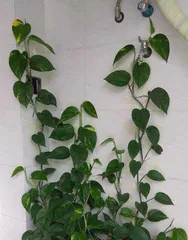 Care Methods for Soil-Grown Pothos (Watering Frequency and Key to Keeping Soil-Grown Pothos Alive) 3