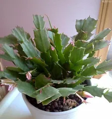 How to Care for a Christmas Cactus? (From Soil Selection to Care Tips for Healthy Growth) 3