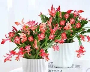 Epiphyllum: Does it Prefer Sun or Shade? (Revealing the Care Tips for Epiphyllum, Mastering the Key Tricks)1