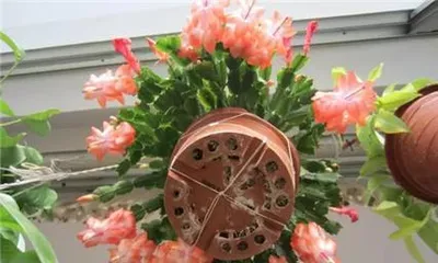 Epiphyllum: Does it Prefer Sun or Shade? (Revealing the Care Tips for Epiphyllum, Mastering the Key Tricks)2