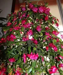 Epiphyllum: Does it Prefer Sun or Shade? (Revealing the Care Tips for Epiphyllum, Mastering the Key Tricks)3