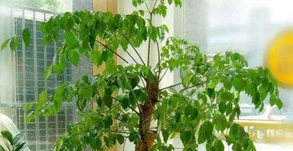 Is the happiness tree poisonous? A detailed explanation of indoor care precautions (understand the toxicity of the happiness tree and let it bring true happiness)1