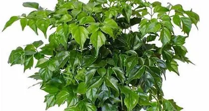 Is the happiness tree poisonous? A detailed explanation of indoor care precautions (understand the toxicity of the happiness tree and let it bring true happiness)2