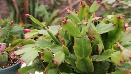 When does Epiphyllum enter dormancy (Characteristics and care methods for Epiphyllum dormancy) 1