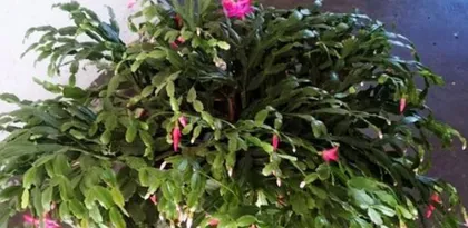 When does Epiphyllum enter dormancy (Characteristics and care methods for Epiphyllum dormancy) 2