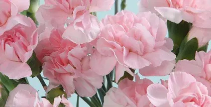 Carnation