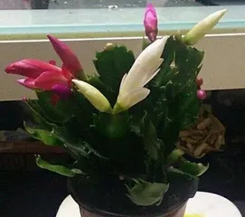 When does Epiphyllum enter dormancy (Characteristics and care methods for Epiphyllum dormancy) 3