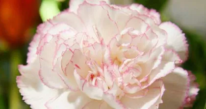 Carnation