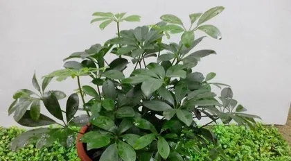 How to Repot Schefflera (Detailed Steps for Schefflera Repotting, Care Tips Sharing) 1