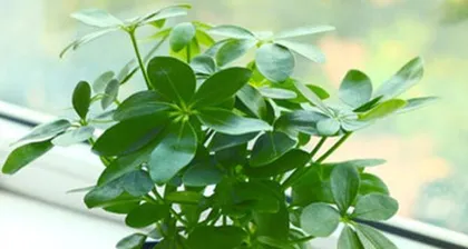 How to Repot Schefflera (Detailed Steps for Schefflera Repotting, Care Tips Sharing) 2